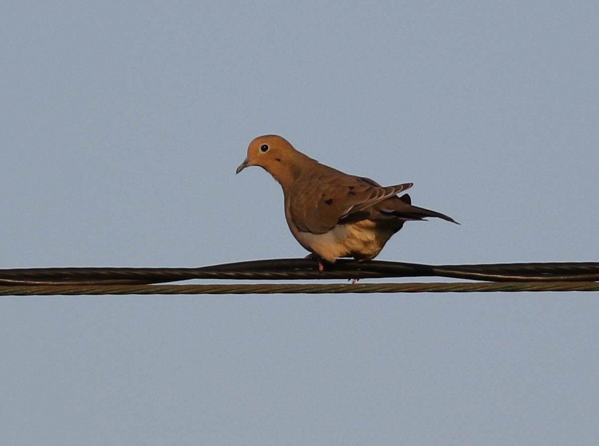 Mourning Dove - Tommy Quarles