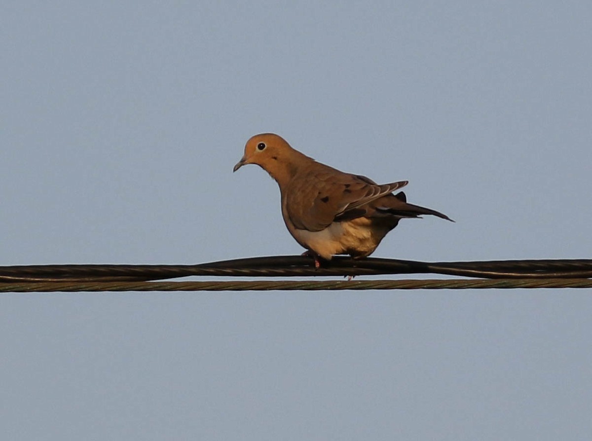 Mourning Dove - ML268637481