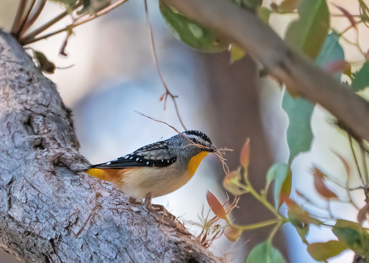 Pardalote Moteado - ML268638641