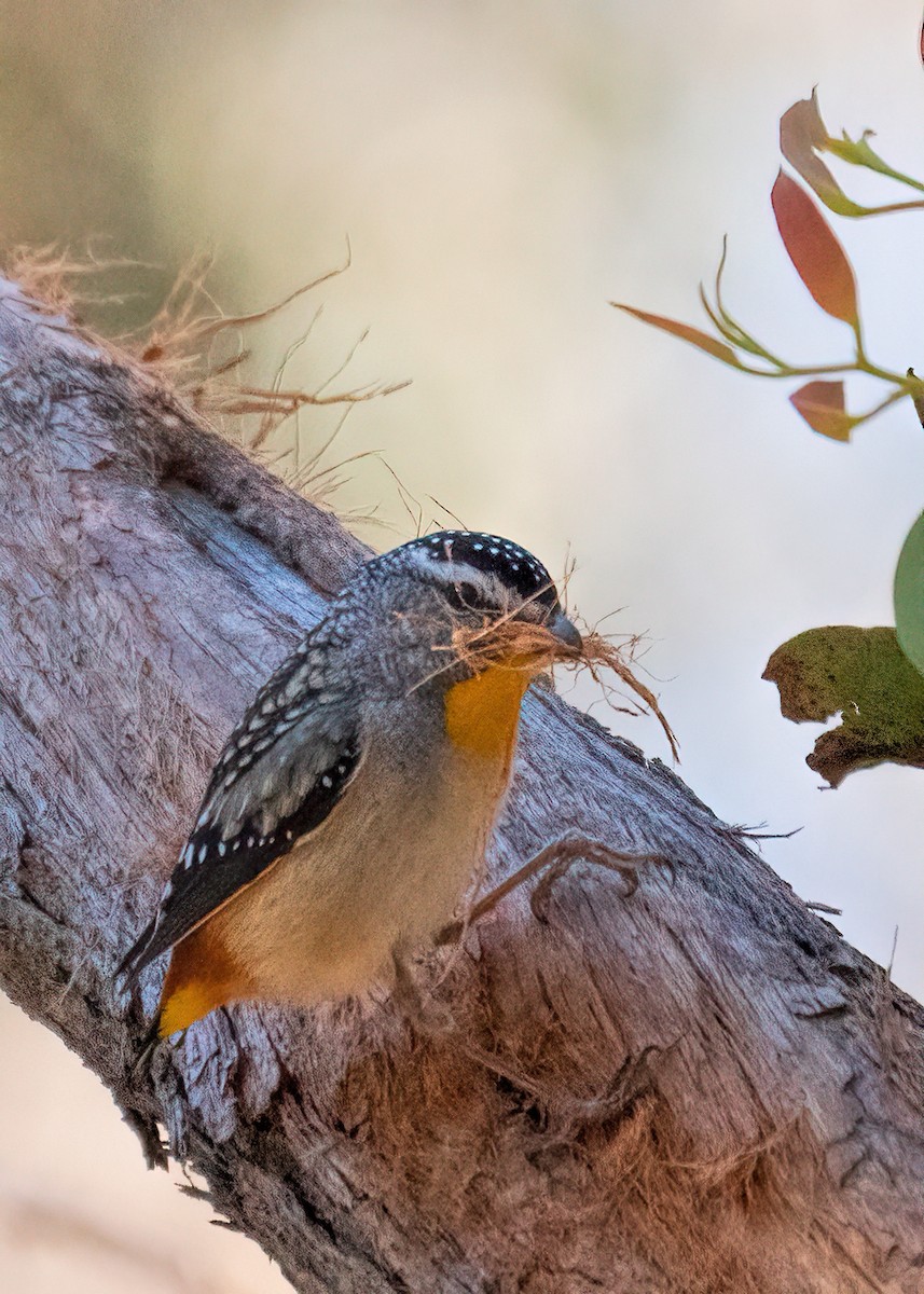 Spotted Pardalote - Julie Clark