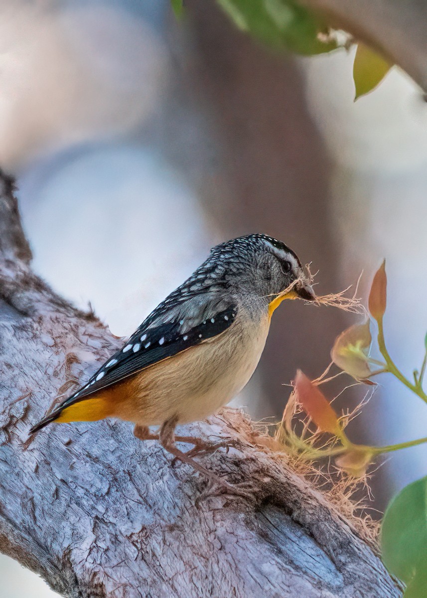 Fleckenpanthervogel - ML268638701