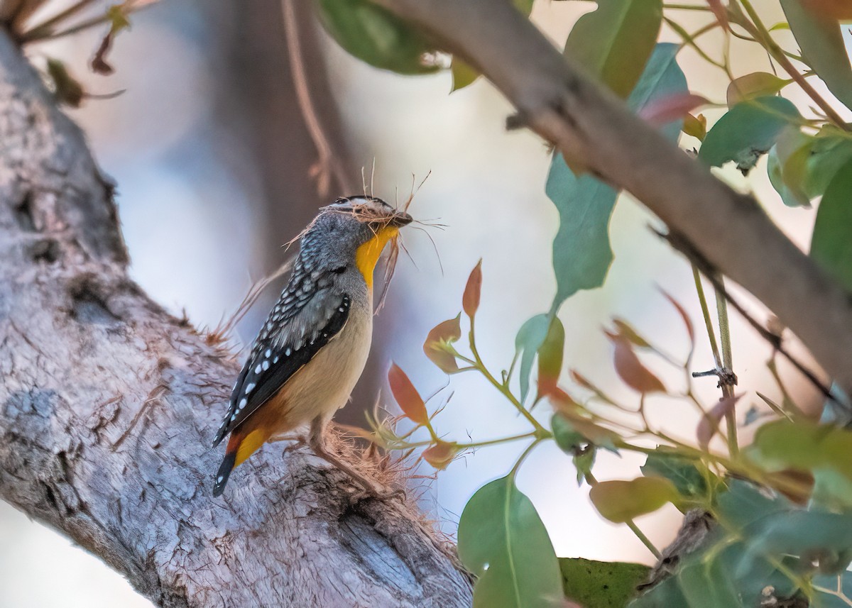 Fleckenpanthervogel - ML268638721