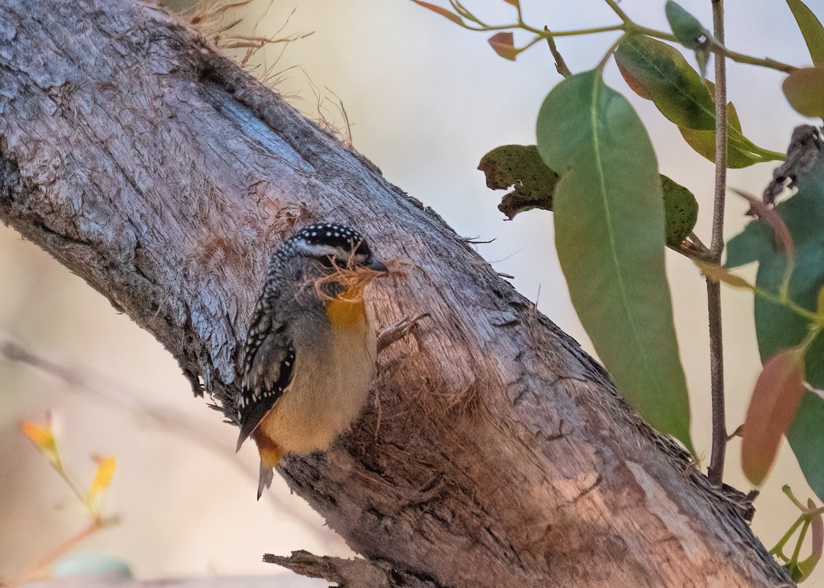 Pardalote Moteado - ML268638731