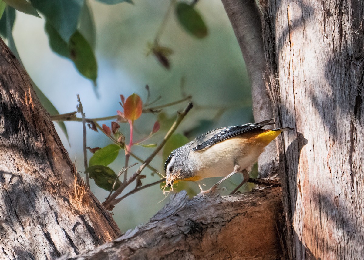 Pardalote Moteado - ML268638741