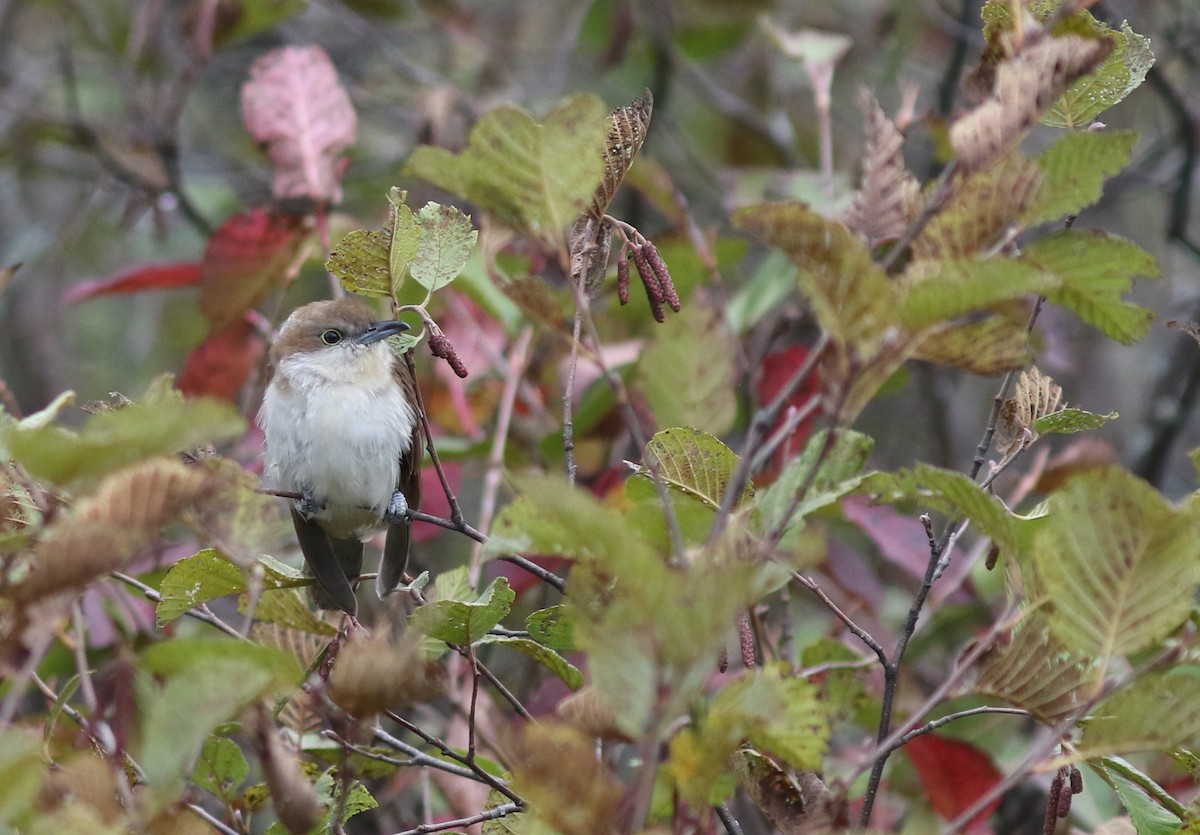 Black-billed Cuckoo - ML268640911