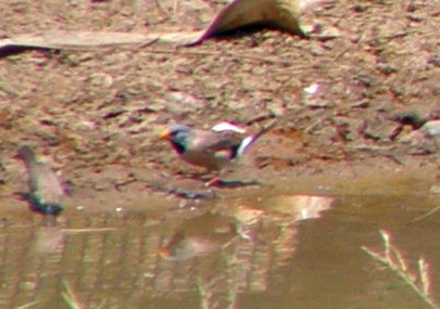 Long-tailed Finch - ML268642031