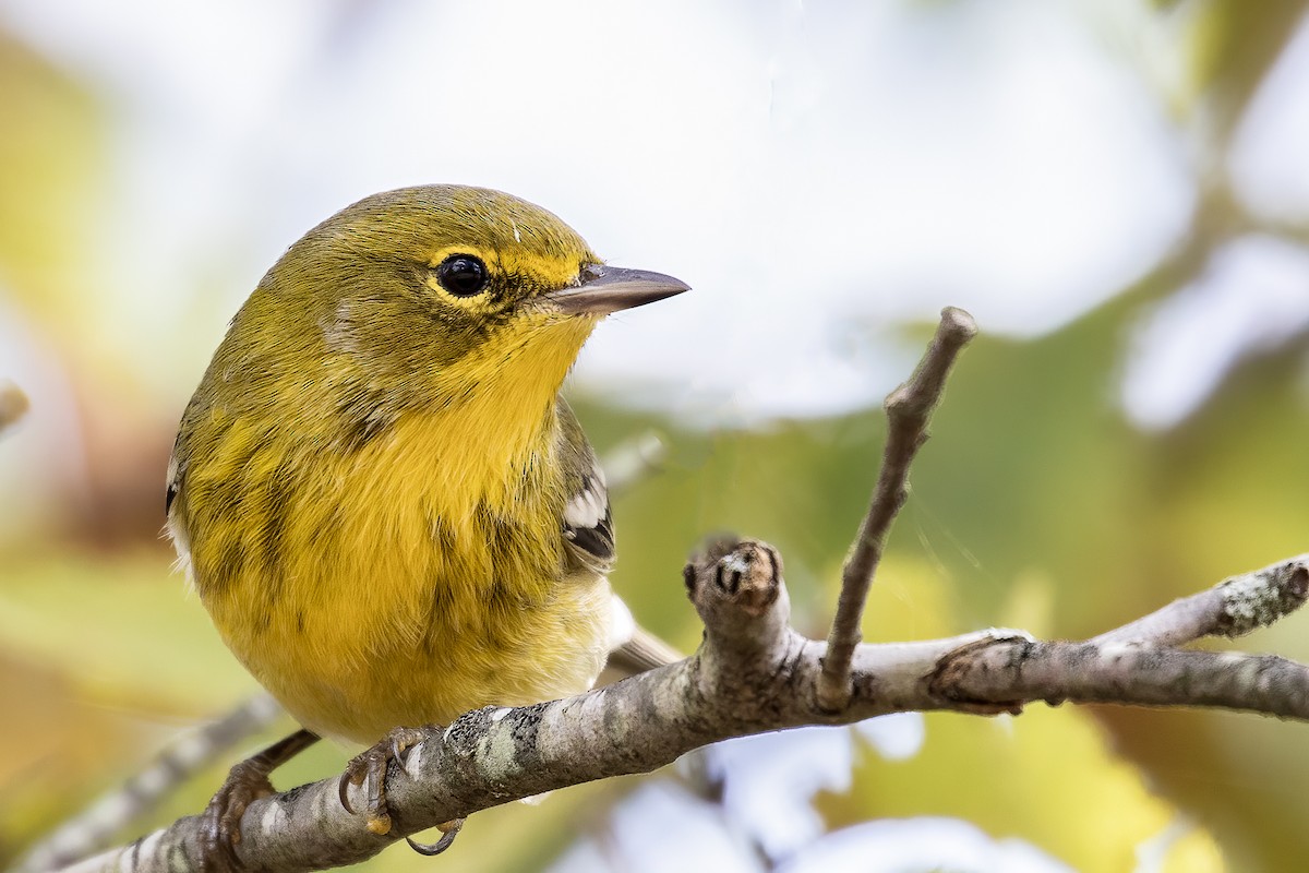 Pine Warbler - ML268642041