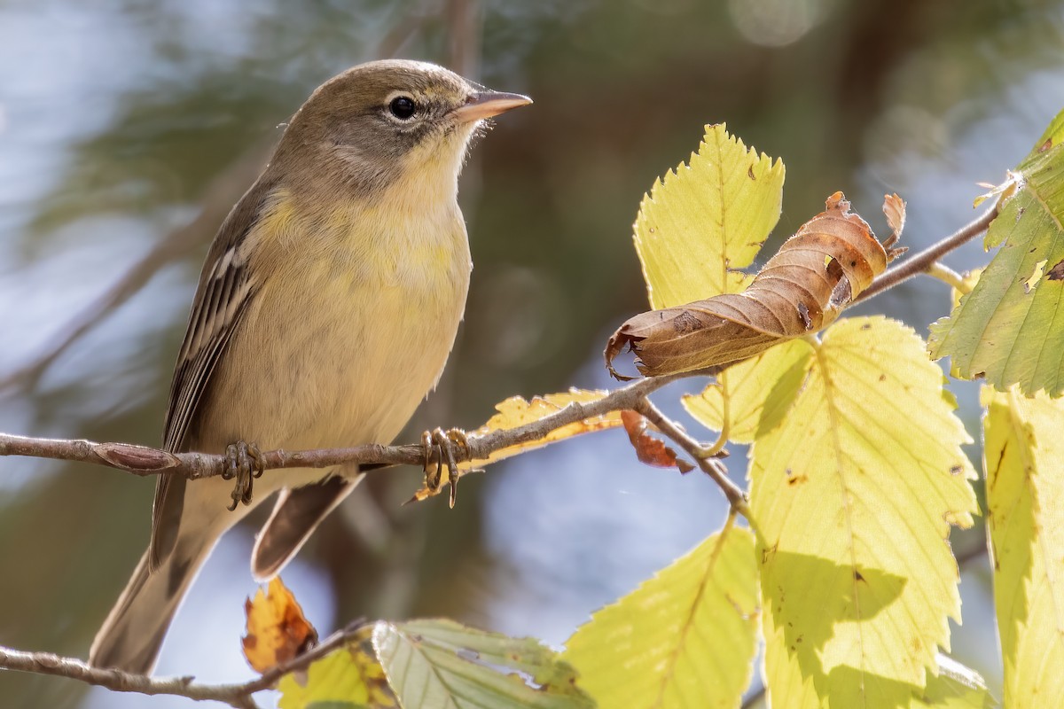 Pine Warbler - ML268642071