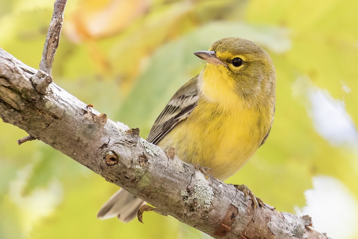 Pine Warbler - ML268642111