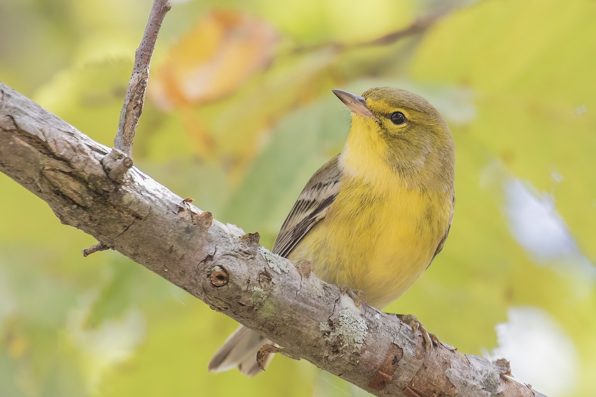 Pine Warbler - ML268642121