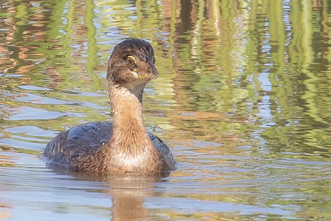 Pied-billed Grebe - ML268644261