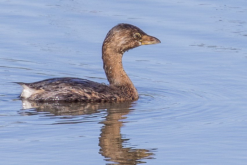 Pied-billed Grebe - ML268644271