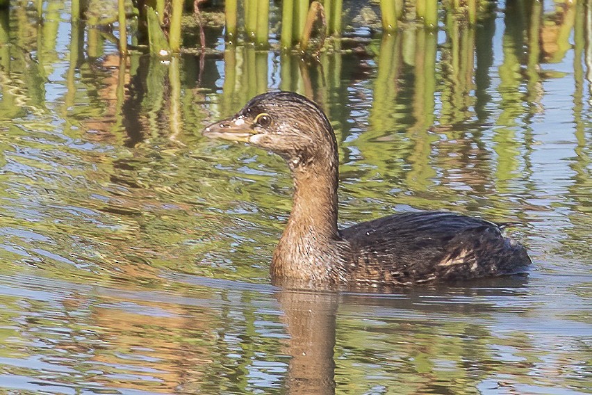 Pied-billed Grebe - ML268644281