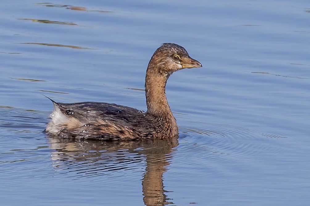 Pied-billed Grebe - ML268644291