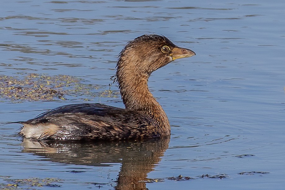 Pied-billed Grebe - ML268644321