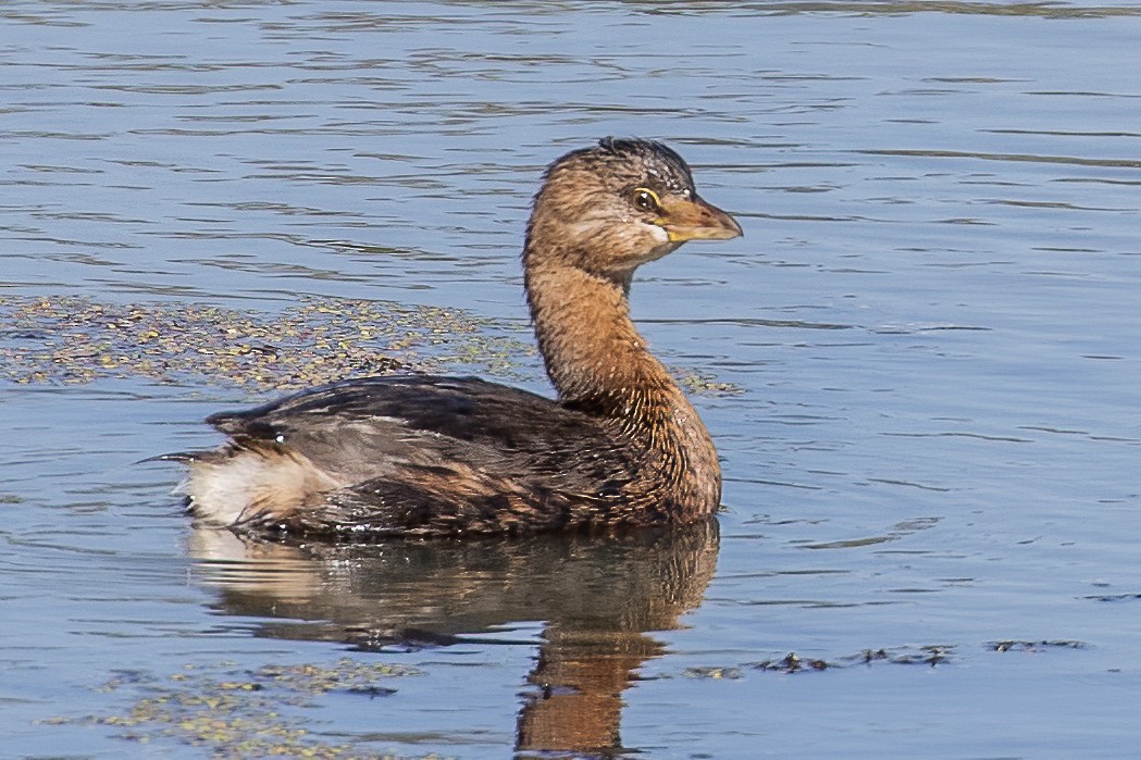 Pied-billed Grebe - ML268644331