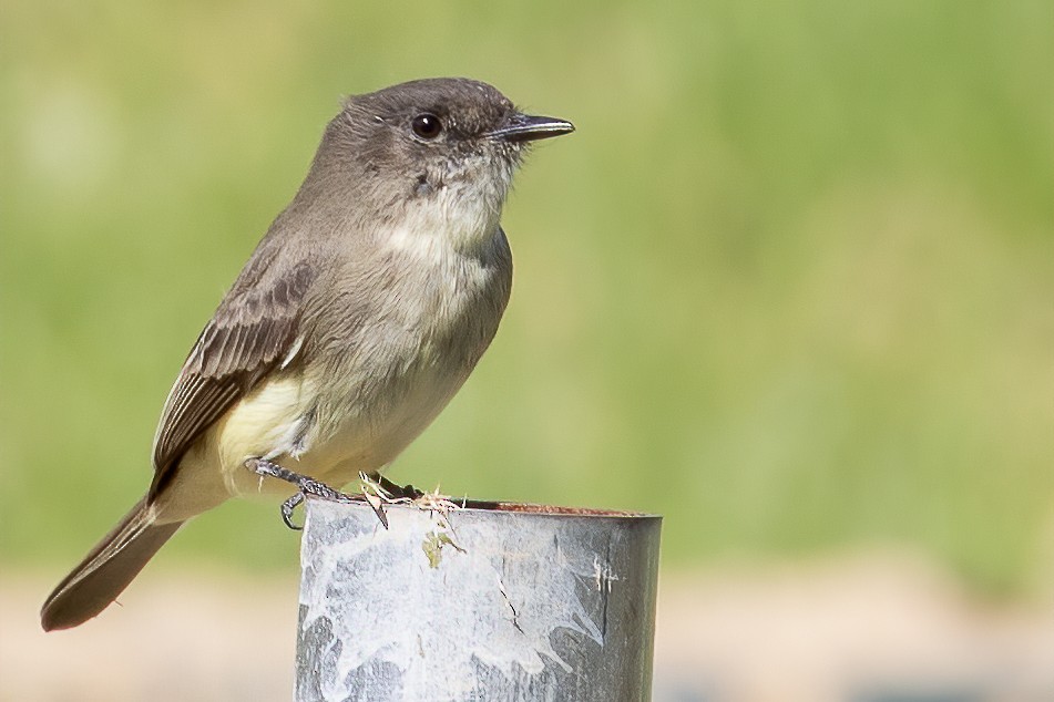 Eastern Phoebe - ML268645311