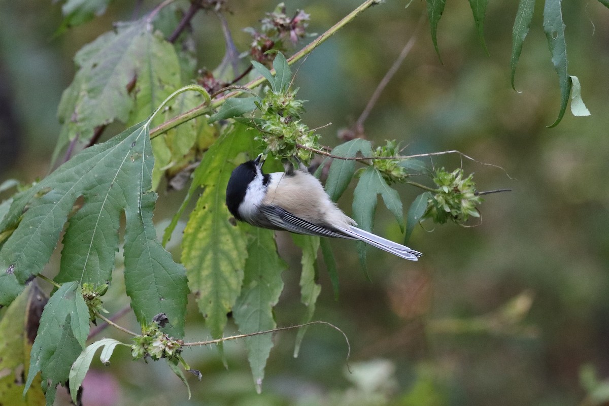Black-capped Chickadee - ML268645521