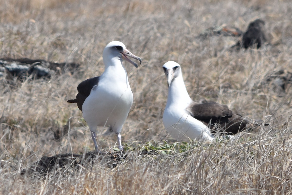 Laysan Albatross - Michael Pang