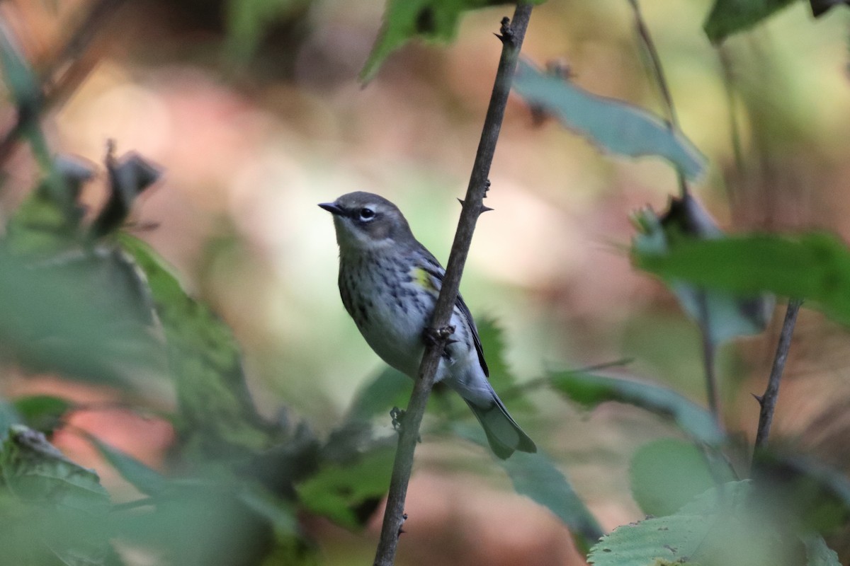 Yellow-rumped Warbler - ML268646591