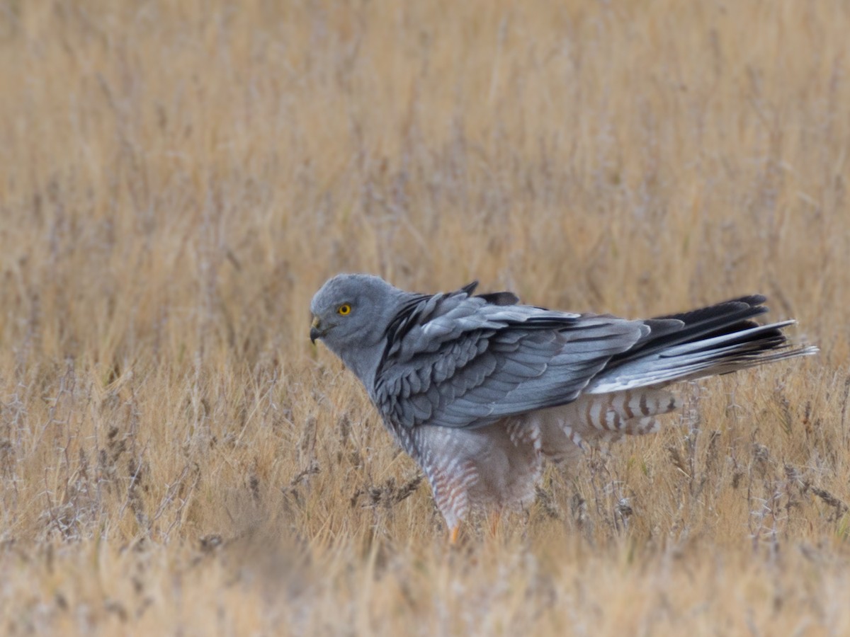 Cinereous Harrier - ML268648081