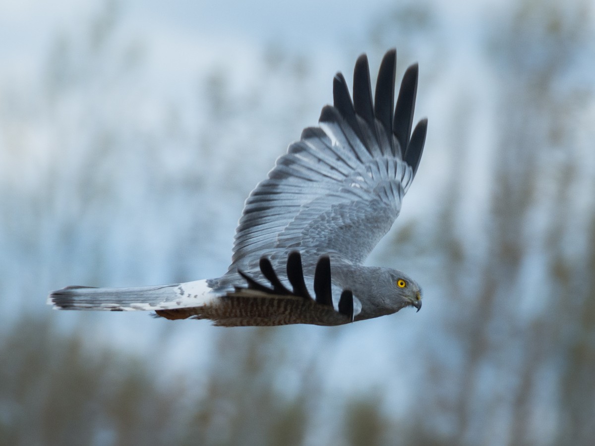 Cinereous Harrier - ML268648121