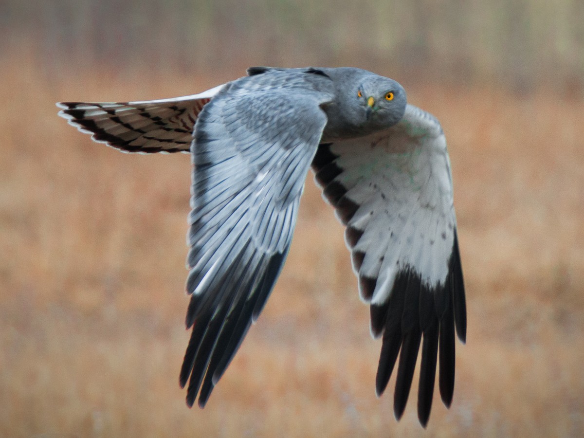 Cinereous Harrier - ML268648231