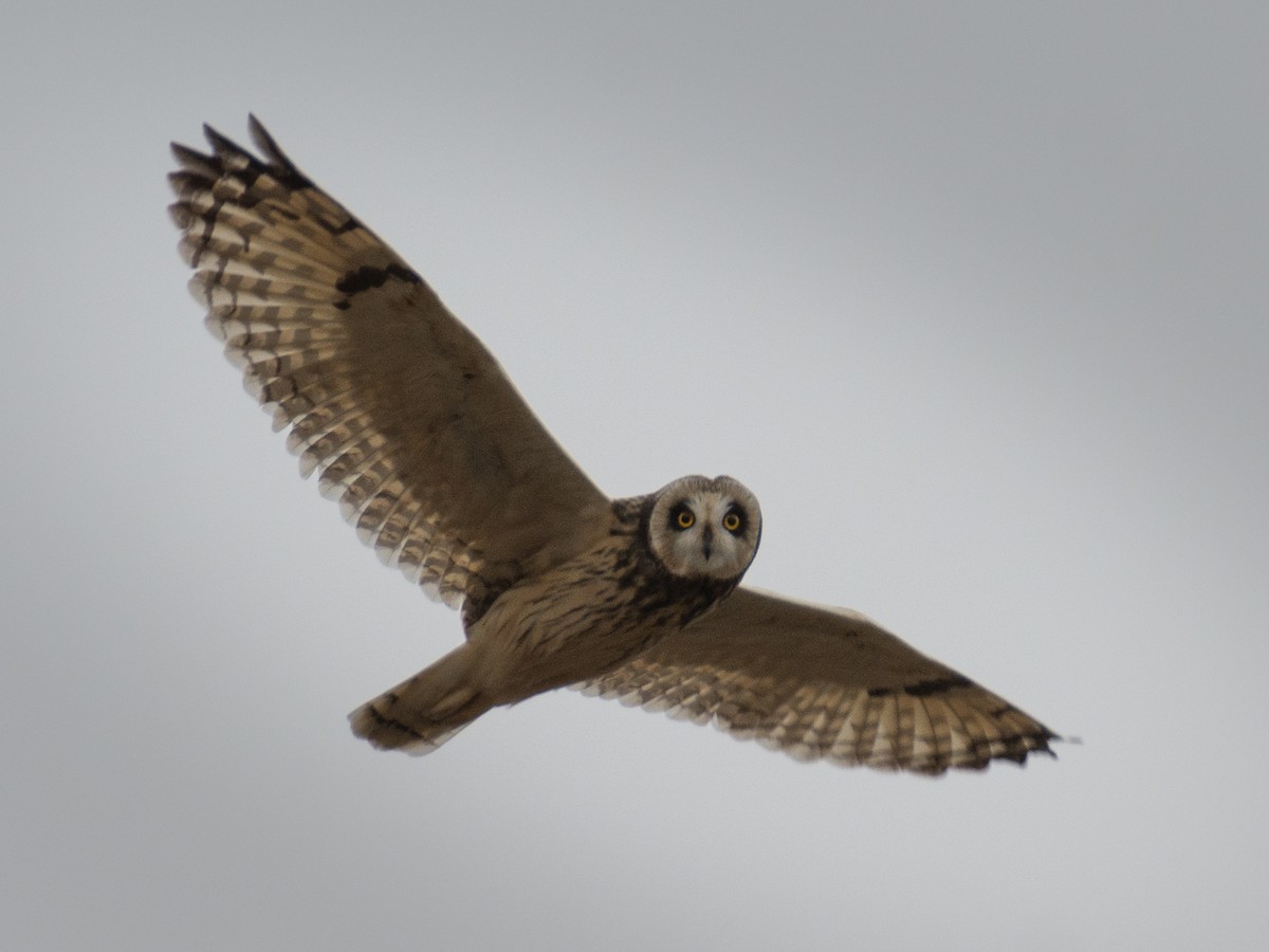 Short-eared Owl - ML268648491