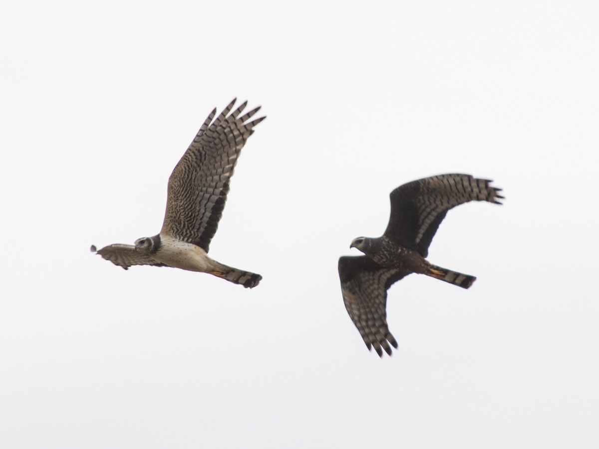 Long-winged Harrier - ML268648991