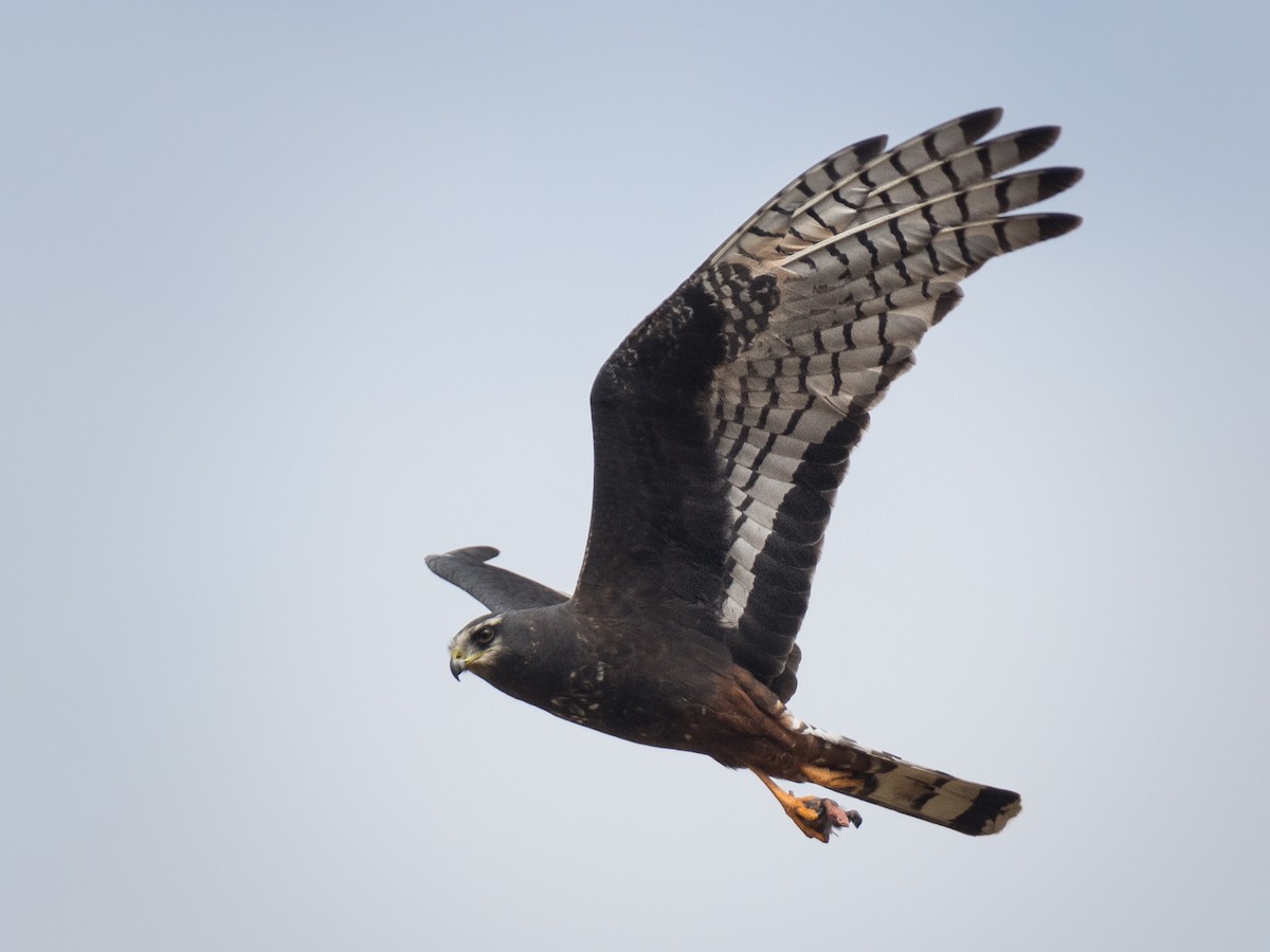 Long-winged Harrier - ML268649211