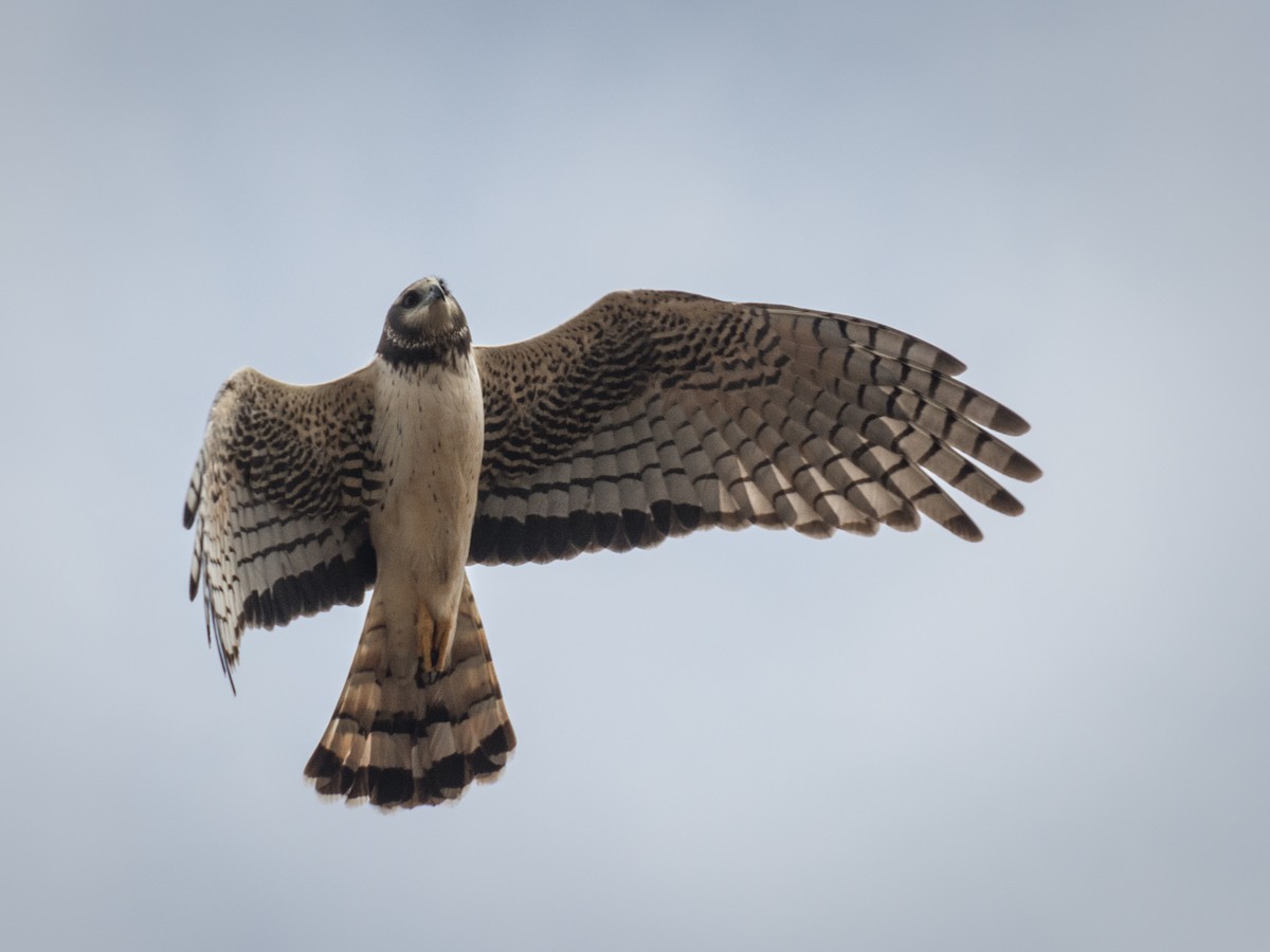 Long-winged Harrier - ML268649401