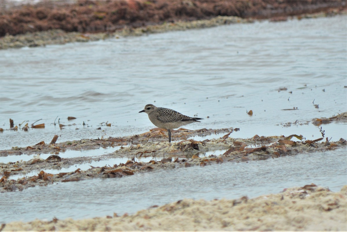 American Golden-Plover - ML268651471