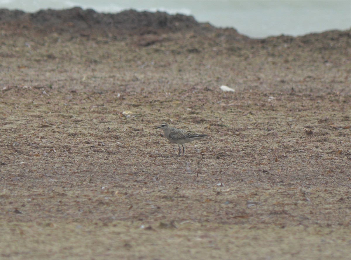 American Golden-Plover - ML268651481