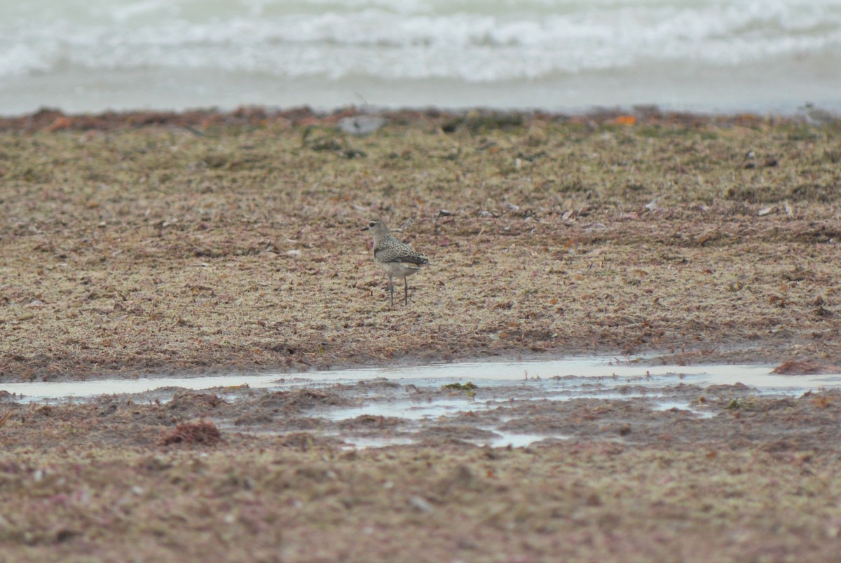 American Golden-Plover - ML268651611