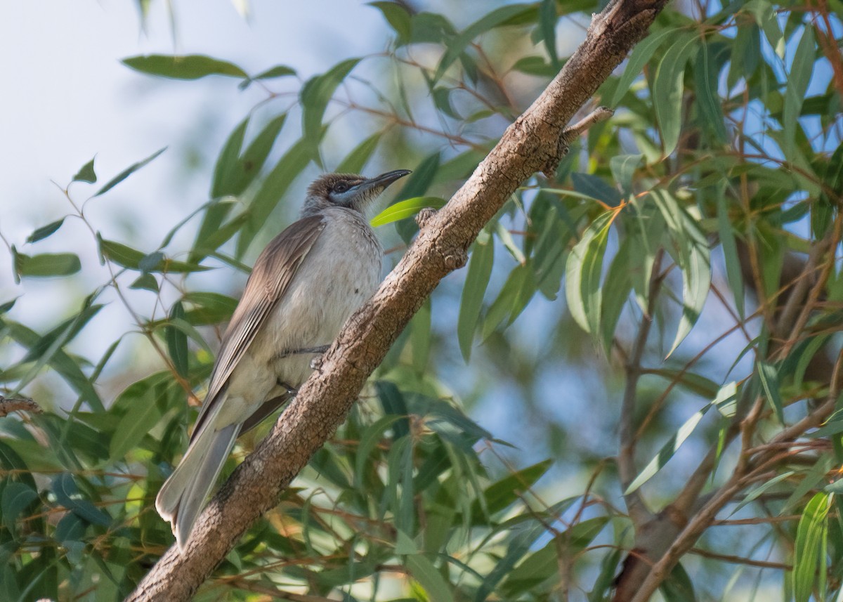 Little Friarbird - Julie Clark