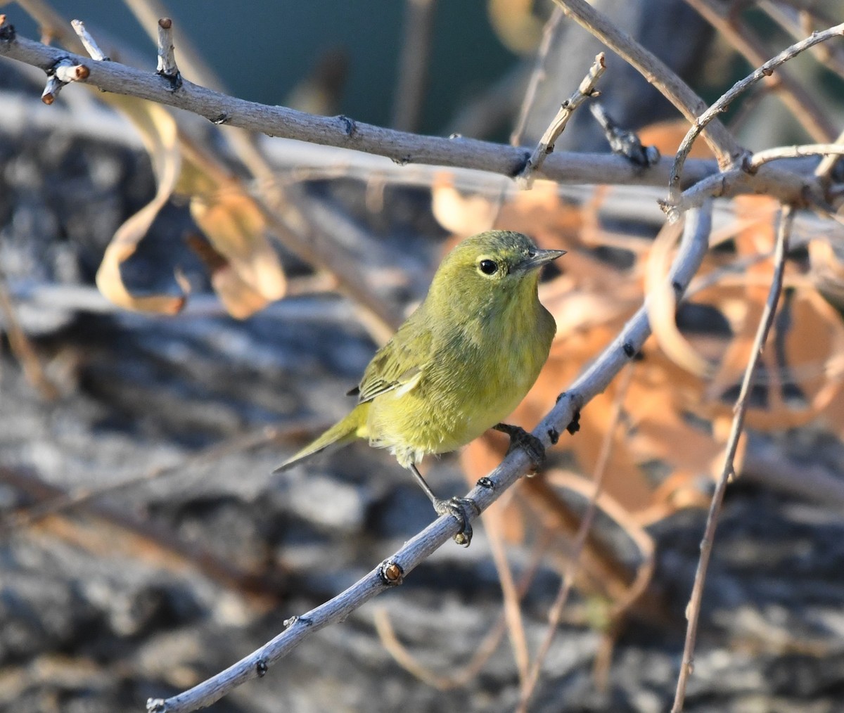 Orange-crowned Warbler - ML268651931