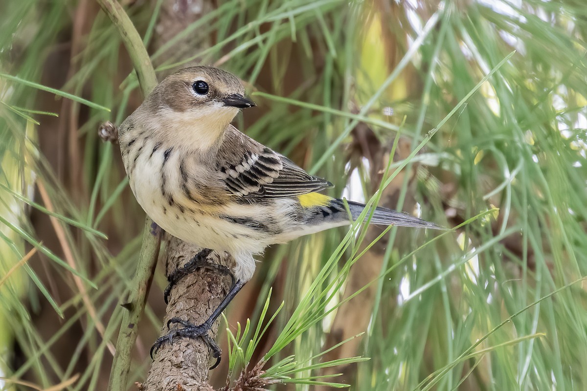 Yellow-rumped Warbler - ML268652521