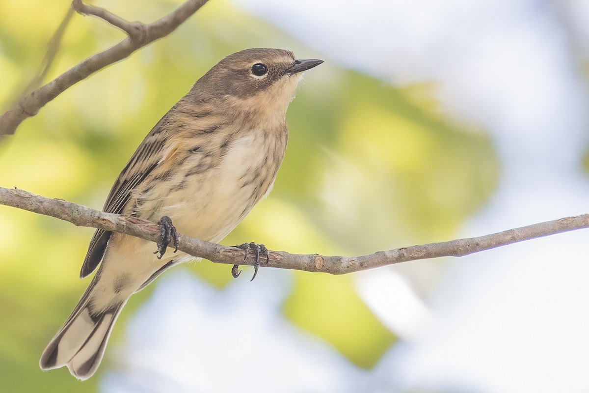 Yellow-rumped Warbler - ML268652541