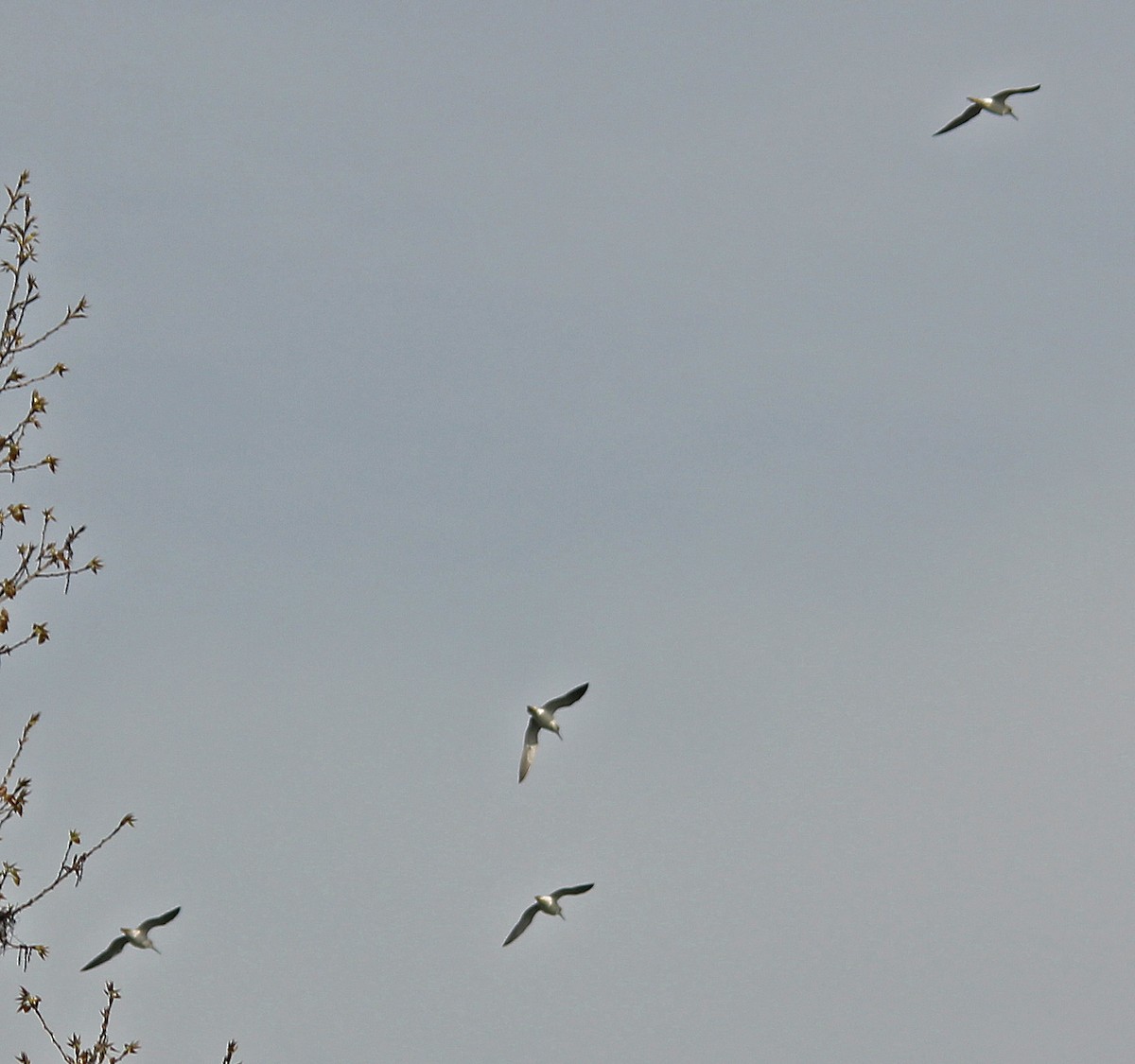 Greater Yellowlegs - ML26865511