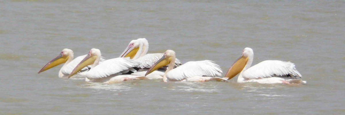 pelikán bílý - ML26865541