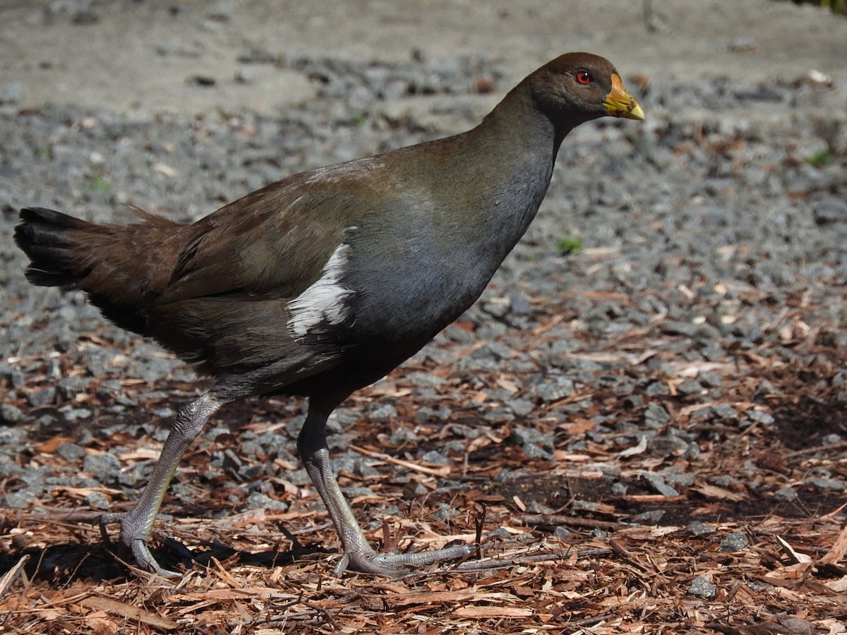 Tasmanian Nativehen - ML268656611