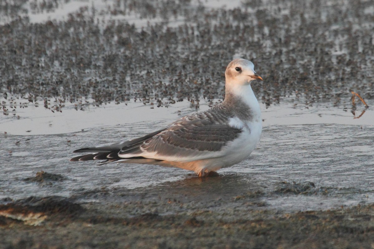 Sabine's Gull - Rob Lowry