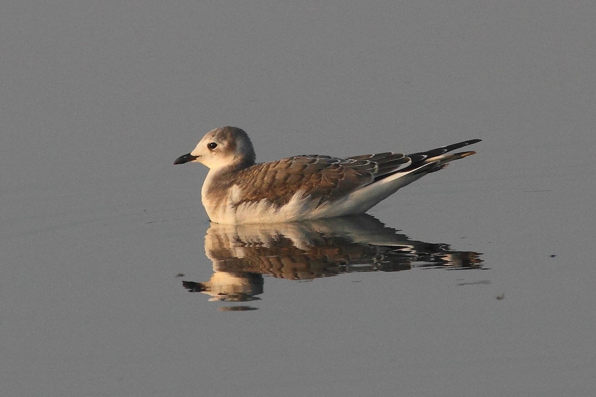 Mouette de Sabine - ML268657171