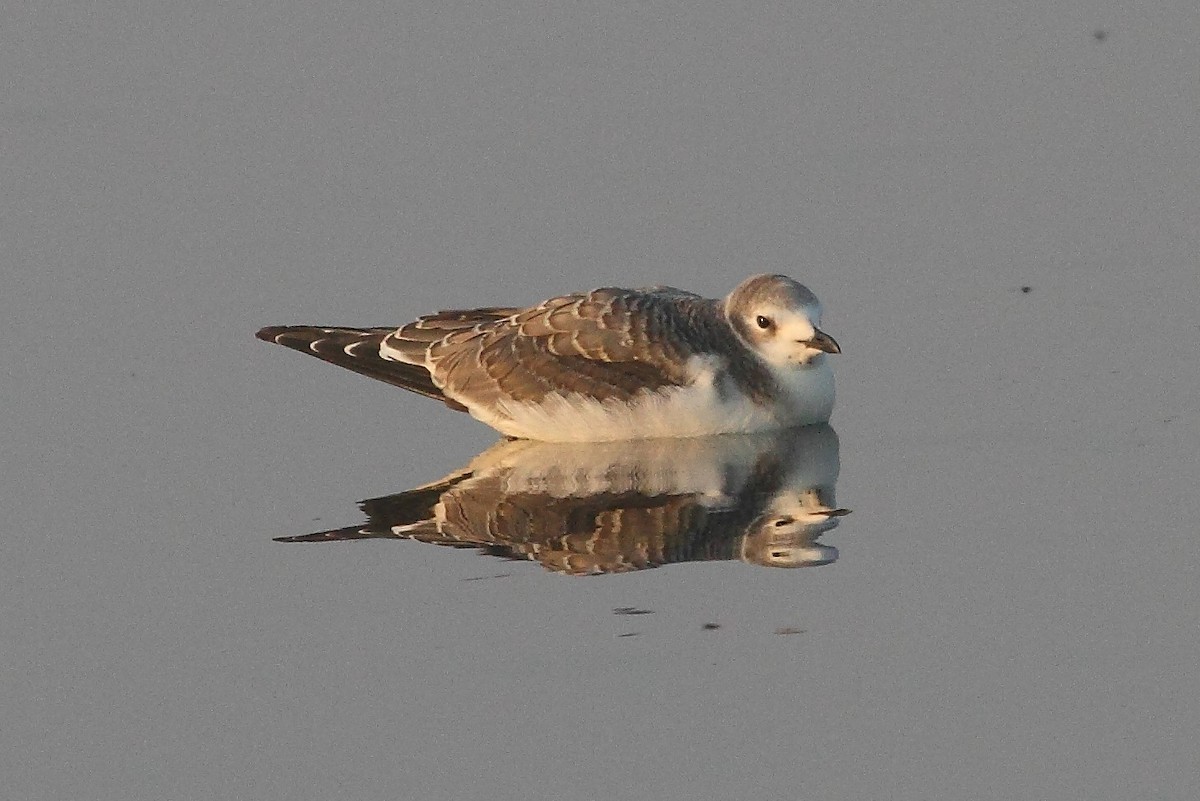 Sabine's Gull - ML268657231