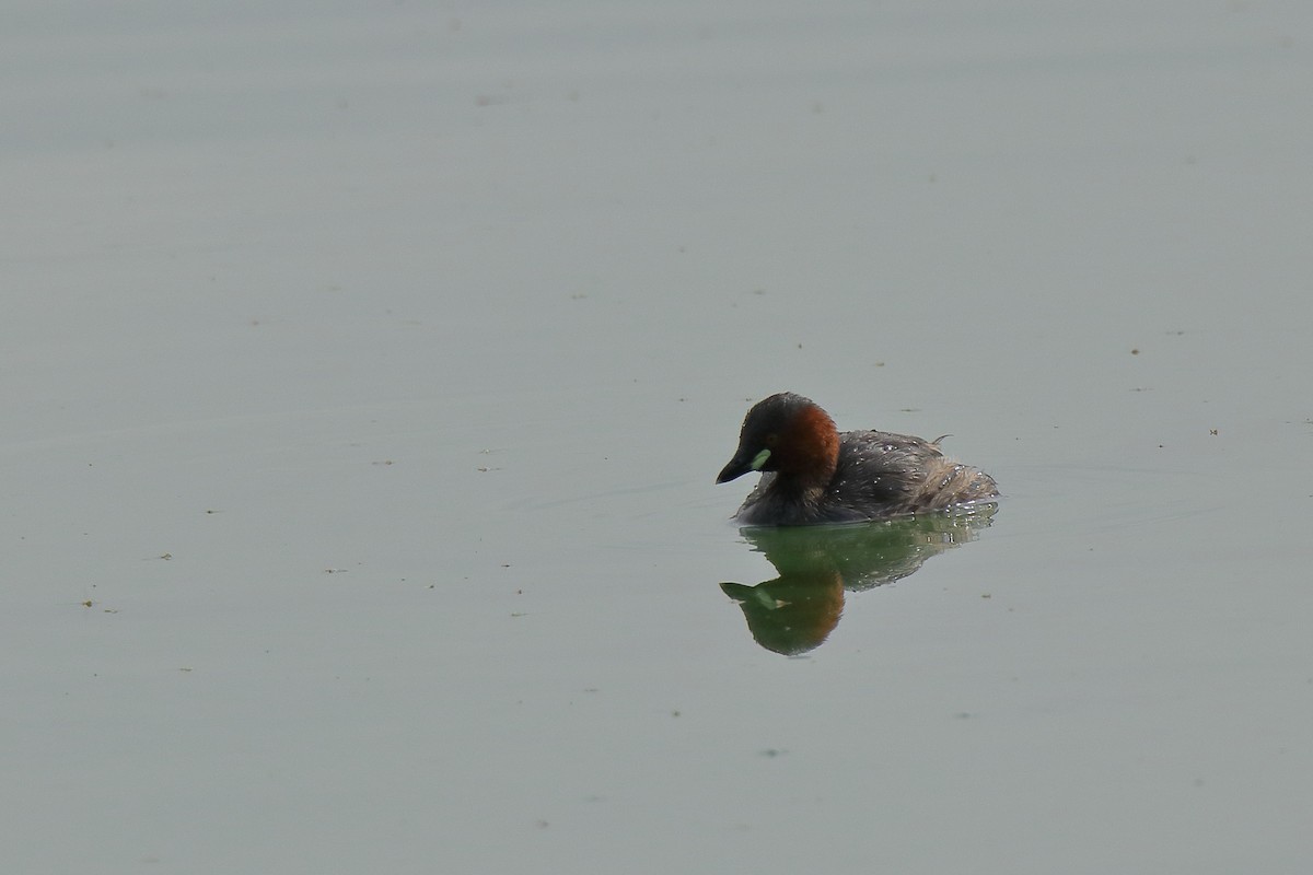 Little Grebe - ML268660871
