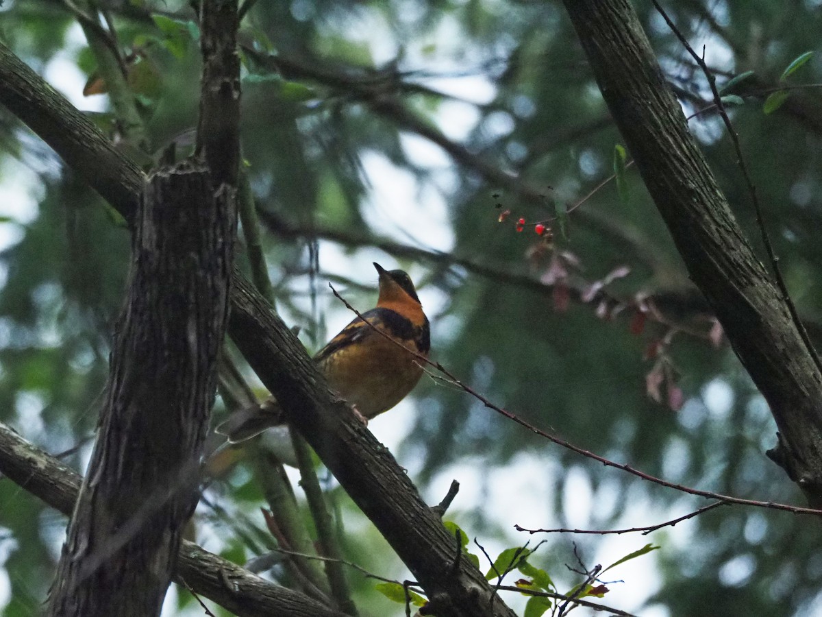 Varied Thrush - ML268661861