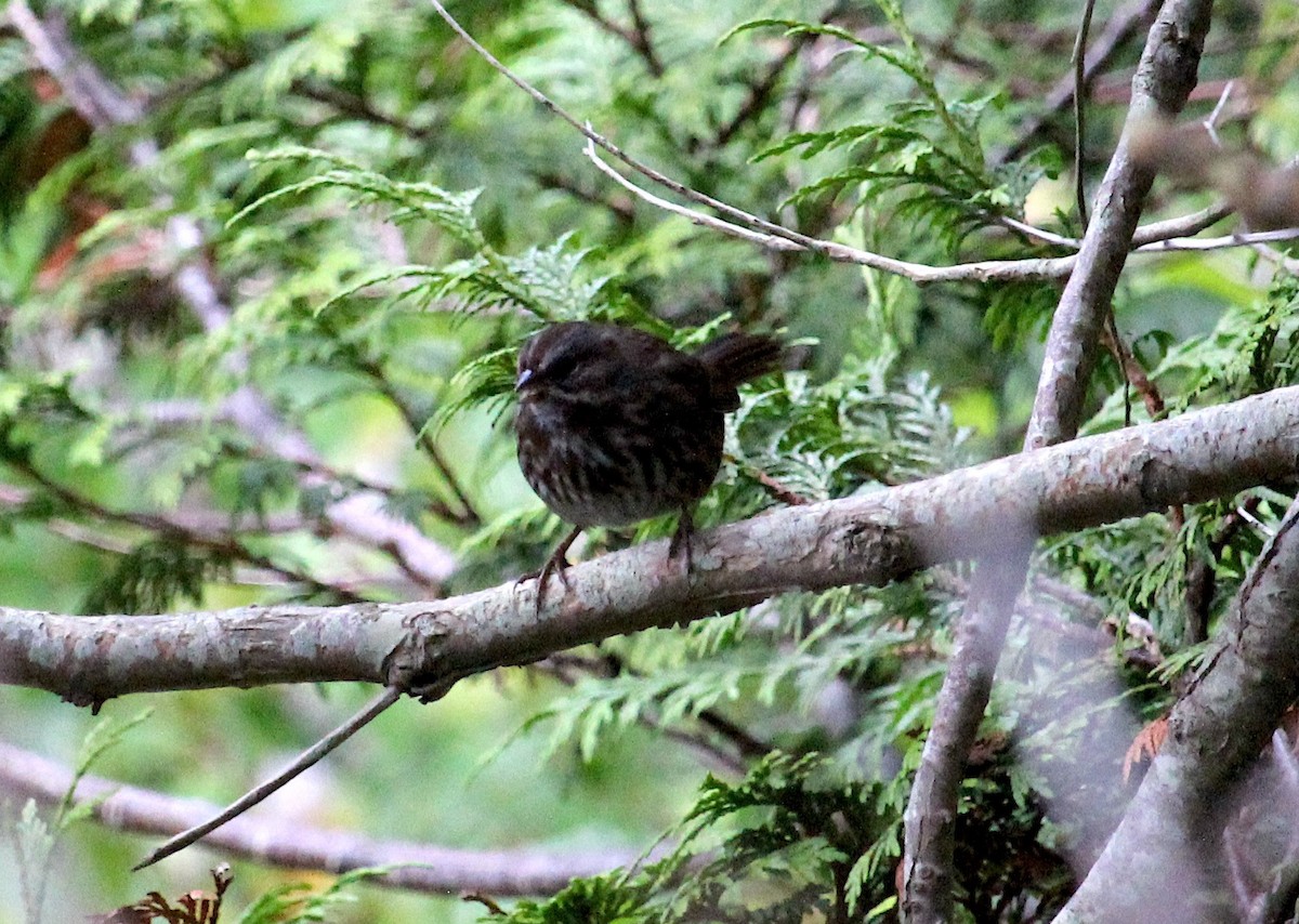 Song Sparrow - ML268663241