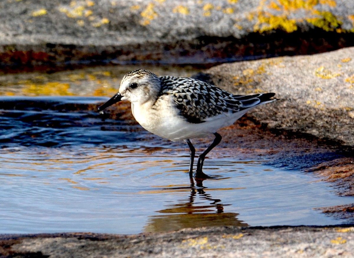 Bécasseau sanderling - ML268663771