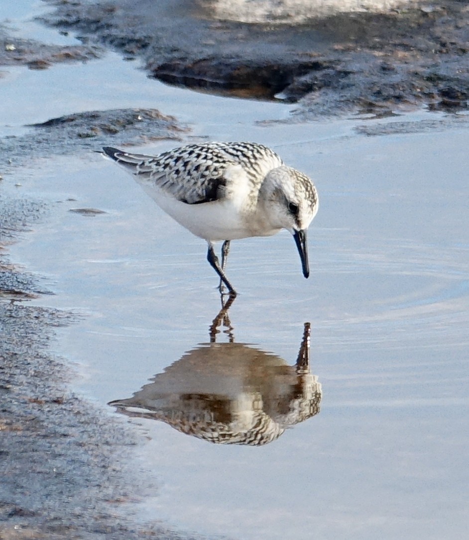 Bécasseau sanderling - ML268663801