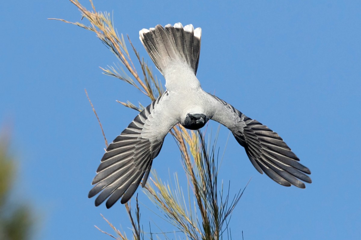 Black-faced Cuckooshrike - ML268665061